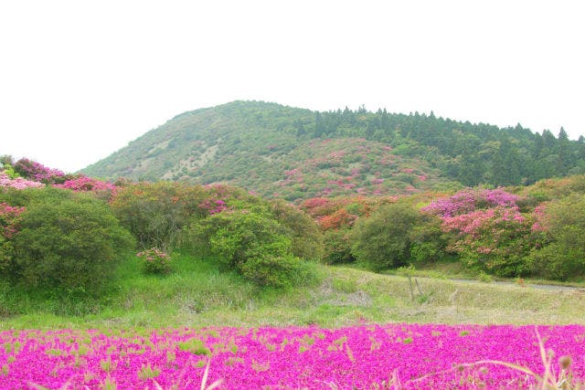 多くの自然が残る鹿児島県大隈半島を、森人クラブで一緒に散策してみませんか。
