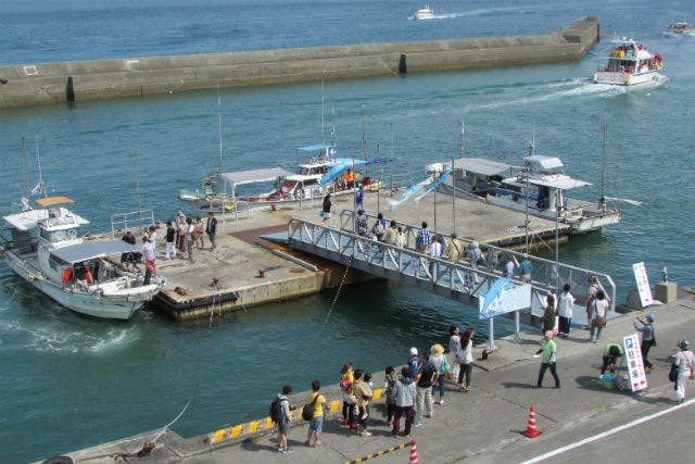 天草漁業協同組合五和支所では、イルカウォッチングツアーを開催中です。
