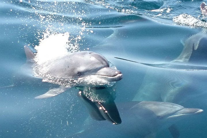 天草観光イルカウォッチング　ドルフィンクルーズ