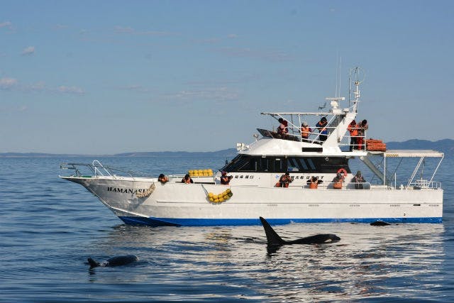 【知床・羅臼・クジラ＆イルカウォッチング】大迫力の船旅！海の野生動物と出会うクルージングツアー