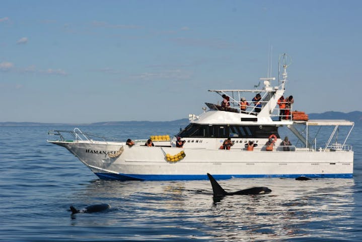 知床 羅臼 クジラ イルカウォッチング 大迫力の船旅 海の野生動物と出会うクルージングツアー アソビュー