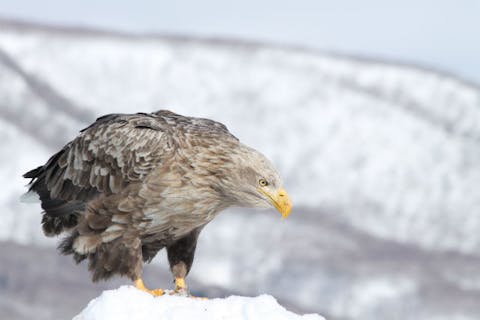 【知床・羅臼・流氷ウォッチング】生命のドラマを感じる旅！野生動物との出会いも楽しい流氷クルーズ