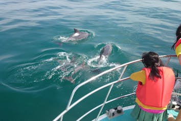 熊本・天草市・イルカウォッチング】遭遇率95％！イルカウォッチングに