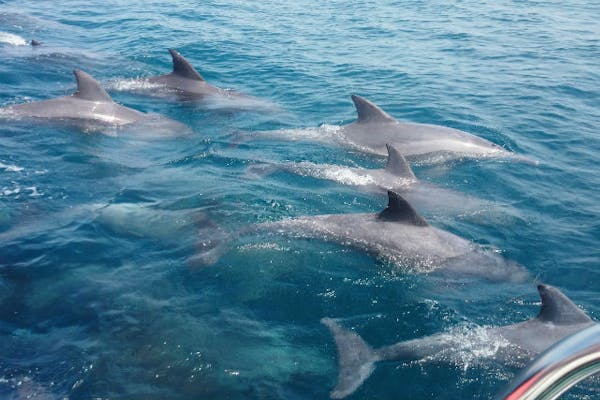 熊本・天草市・イルカウォッチング】遭遇率95％！天草の海の幸を堪能