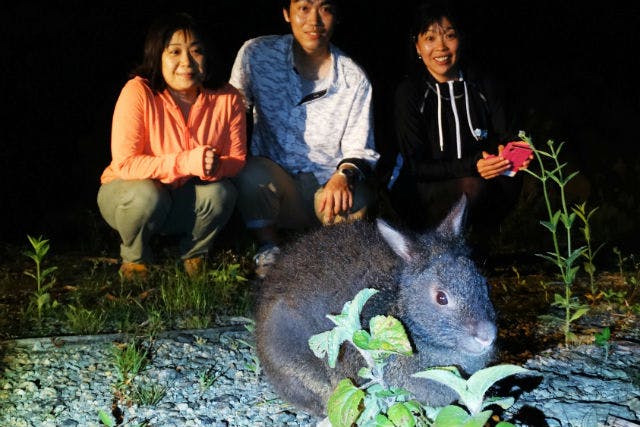 奄美 ナイトツアー 天然記念物が生息する森へ 4wdで夜の冒険にでかけよう アソビュー