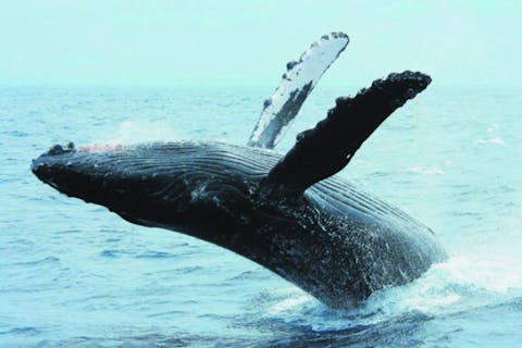 【沖縄・北谷発・半日】＼2026年／冬季限定！大型クルーザーで行くホエールウォッチングツアー ☆2/1～2/28は返金保証あり☆