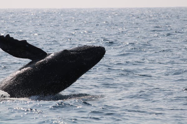 沖縄・北谷発・半日】＼2026年／3月限定！ 57名乗り大型クルーザーを30