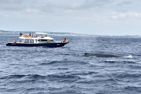 【沖縄・北谷発・半日】＼2026年／3月限定！ 57名乗り大型クルーザーを30名までで広々行くホエールウォッチングツアー ☆3/1～3/15は返金保証あり☆