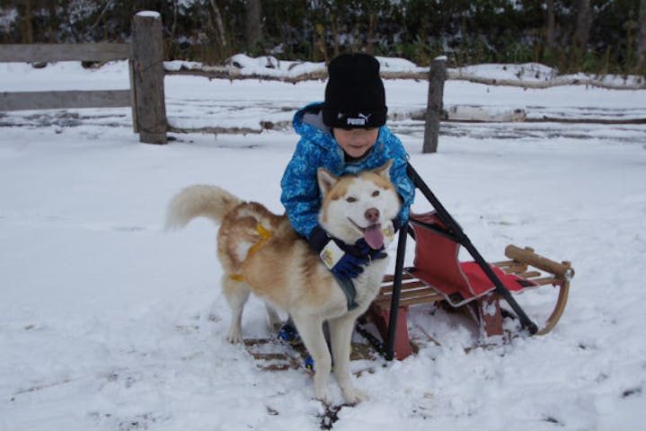 札幌 犬ぞり 3歳からシニアまで楽しめる お手軽な犬ぞり体験プラン アソビュー