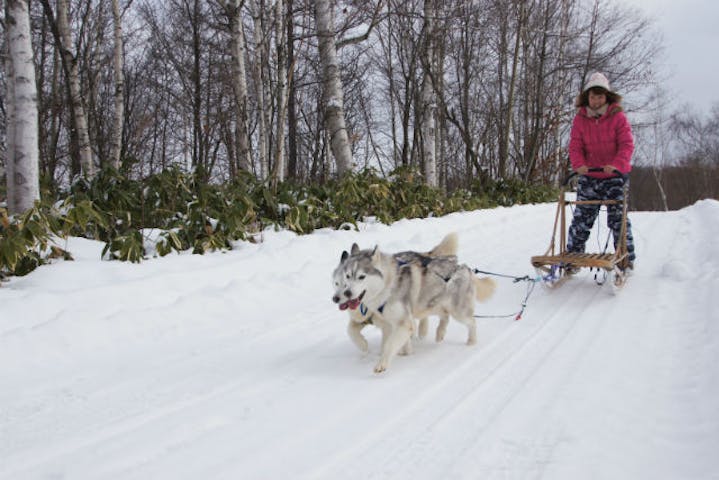 札幌 犬ぞり 3歳からシニアまで楽しめる お手軽な犬ぞり体験プラン アソビュー