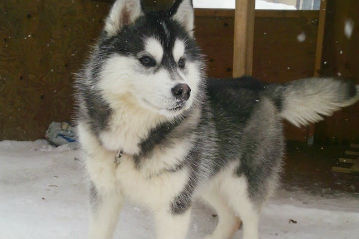 札幌 犬ぞり バナナボート ハスキー犬に癒され バナナボートに絶叫 雪あそび充実プラン アソビュー