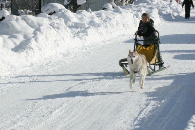 札幌 犬ぞり バナナボート ハスキー犬に癒され バナナボートに絶叫 雪あそび充実プラン アソビュー