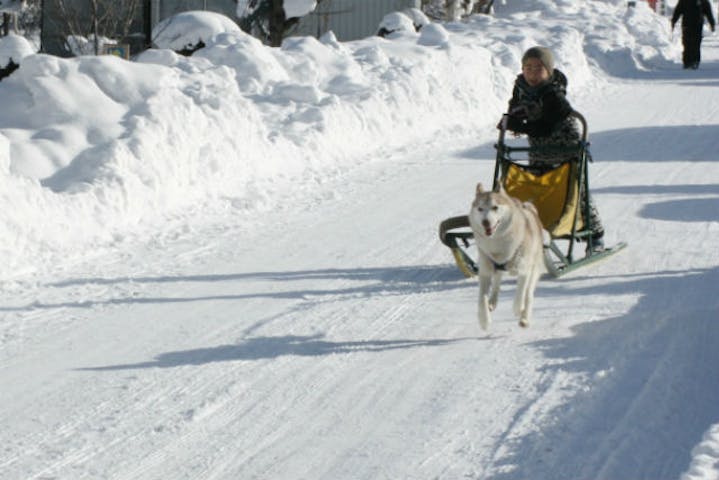 札幌 犬ぞり バナナボート ハスキー犬に癒され バナナボートに絶叫 雪あそび充実プラン アソビュー