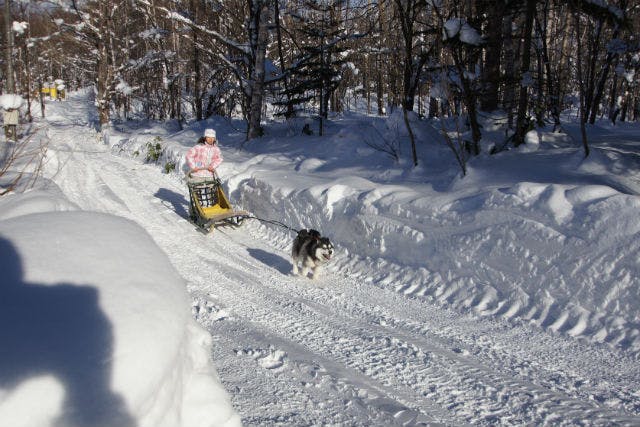 【札幌・犬ぞり・スノーモービル・バナナボート】癒しと絶叫の雪遊び！冬ならではのアクティビティセット