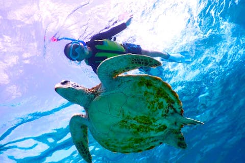 【宮古島・シュノーケリング】ウミガメと一緒に泳ごう！水中写真プレゼントで思い出いっぱい