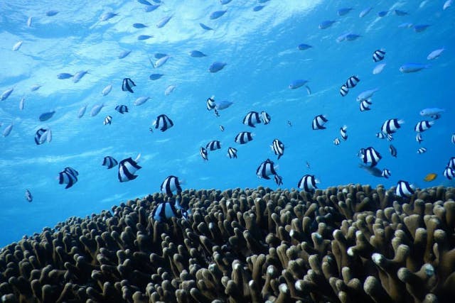 【077】海のリング／珊瑚／亀／熱帯魚／海 077】海のリング／珊瑚／亀／熱帯魚／海 077】海のリング／珊瑚／亀