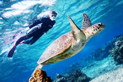 【宮古島・シュノーケリング】ウミガメと珊瑚礁どっちも堪能！水中写真プレゼント付き充実ツアー