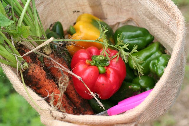 わっぱファームは、無農薬・無化学肥料の野菜をつくる農家です。気軽な農業体験ができます。