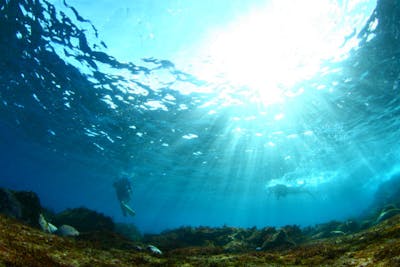 伊豆・ファンダイビング】水中写真派あつまれ！伊豆半島でファン