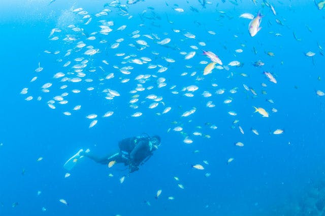 伊豆・ファンダイビング】水中写真派あつまれ！伊豆半島でファン
