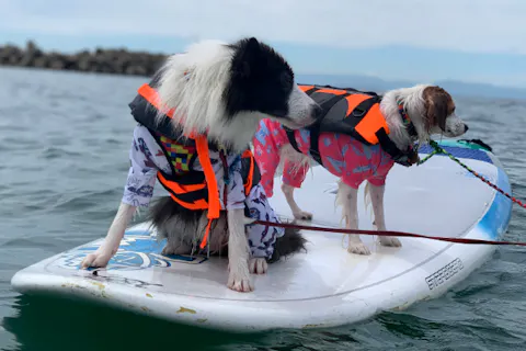 愛知・知多半島・SUP】わんこと一緒に水上散歩！どんな子でも大丈夫