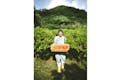 アセローラの露地栽培の北限は沖縄と言われており、生のアセローラを味わえる貴重な場所です。