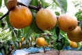 種類の多さが自慢！10種類の梨をたくさん食べ比べしてくださいね！