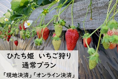 通常プラン】【茨城・常陸大宮・いちご狩り】あまさに感動！「ひたち姫