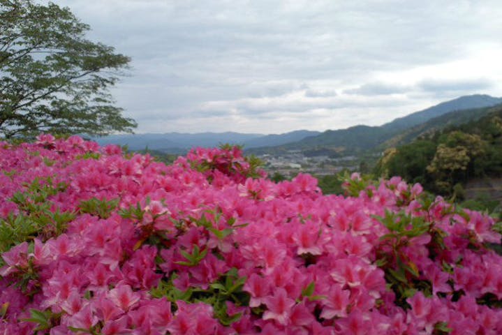 京都ミステリー紀行