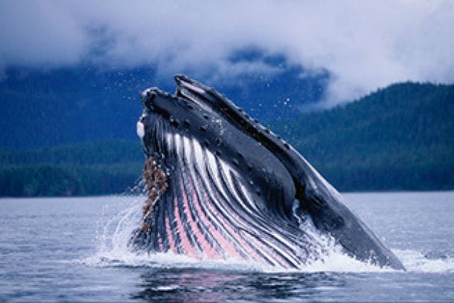 北谷発 ホエールウォッチング ケラマのザトウクジラに会おう 遭遇率99 全額返金保証付き アソビュー