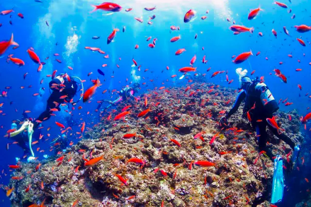 【大阪・心斎橋・ダイビングライセンス取得】無料説明会参加型プラン！PADIオープンウォーターダイバーコース　Cカード取得プラン・お一人様大歓迎