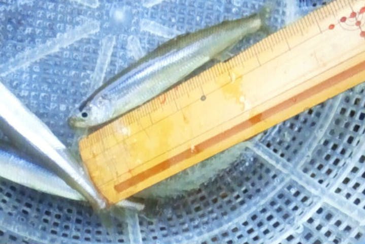 長野県 大町市 ワカサギ釣り 青木湖 中綱湖でボート釣り ワカサギをゲットしよう アソビュー