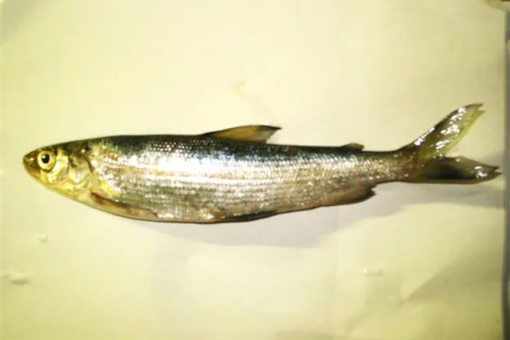 大町 青木湖アドベンチャークラブ 安曇野 大町 川 渓流 湖釣り アソビュー