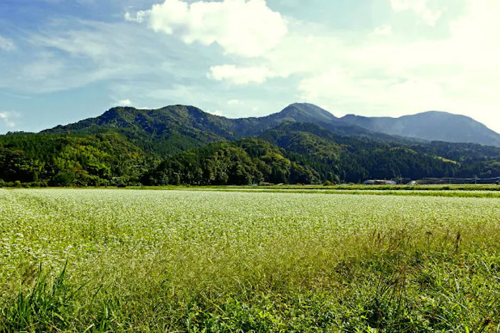 鳥取 鹿野町 そば打ち体験 打ちたて ゆでたてのそばが絶品 基本プラン アソビュー