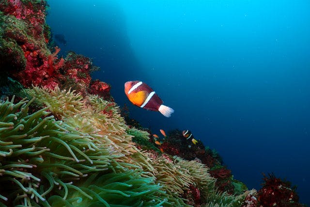 静岡・東伊豆・ファンダイビング】まるで魚図鑑！何度でも潜りたくなる