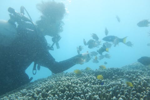 【奄美大島・体験ダイビング】海抜0m以下の楽園へ！体験ダイビングで味わう感動体験