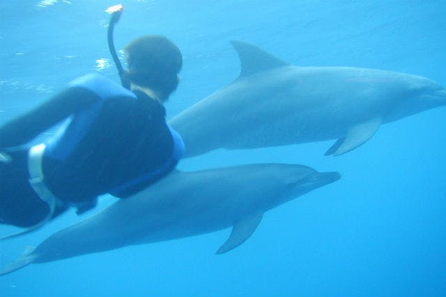 【東京発・ダイビング・シュノーケリング】イルカと遊ぼう！ドルフィンスイム＆ダイブ
