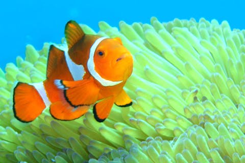 【石垣島・体験ダイビング】お魚いっぱいおだやかポイントへ！初心者でも安心のんびり体験ダイビング