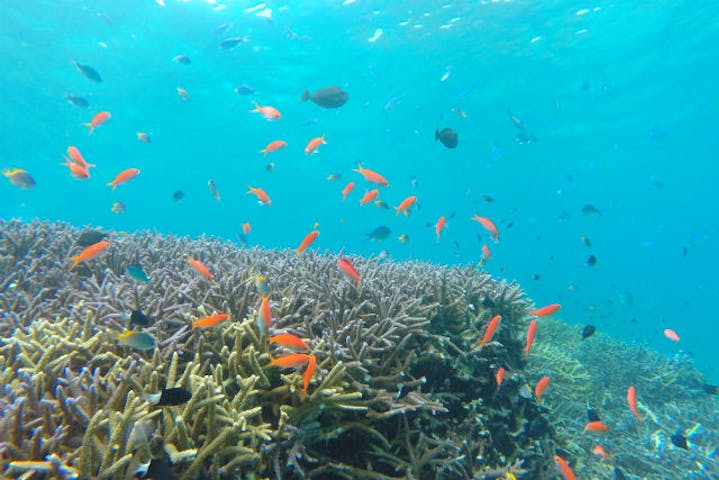 石垣島 体験ダイビング お魚いっぱいおだやかポイントへ 初心者でも安心のんびり体験ダイビング アソビュー