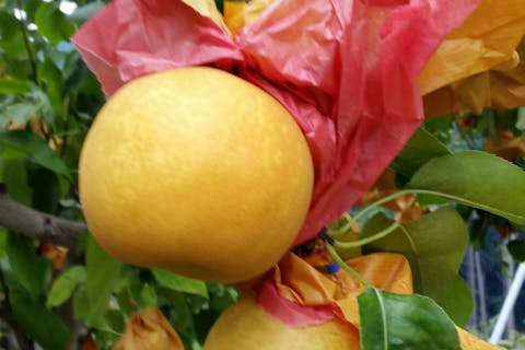 【和歌山・梨狩り】時間制限なしの食べ放題！みずみずしい甘さの梨（幸水・豊水）を食べ尽くそう