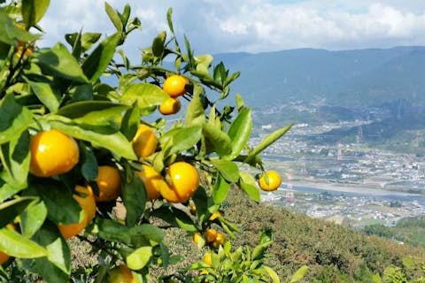 【和歌山・みかん狩り】絶景の中で温州みかんを味わう！時間無制限、食べ放題プラン