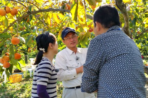 【和歌山・柿狩り】あま～い「富有柿」を食べ放題！ゆったり楽しめる時間無制限プラン