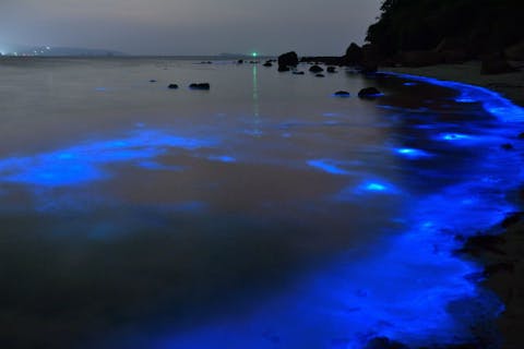 【沖縄・石垣島・シュノーケリング】星空シュノーケル＆神秘の夜光虫ナイトツアー