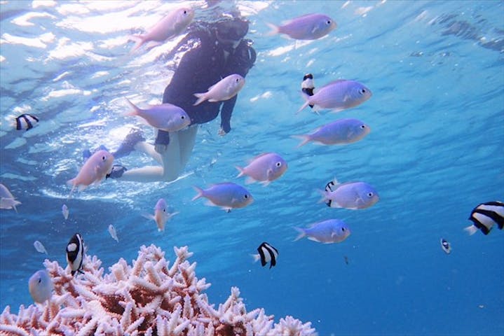 沖縄 宮古島 シュノーケリング ランチ付き 透きとおった海で魚と泳ごう アソビュー