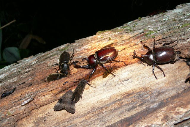 北海道 富良野 昆虫観察 7 8月限定 夜の富良野の森でクワガタ