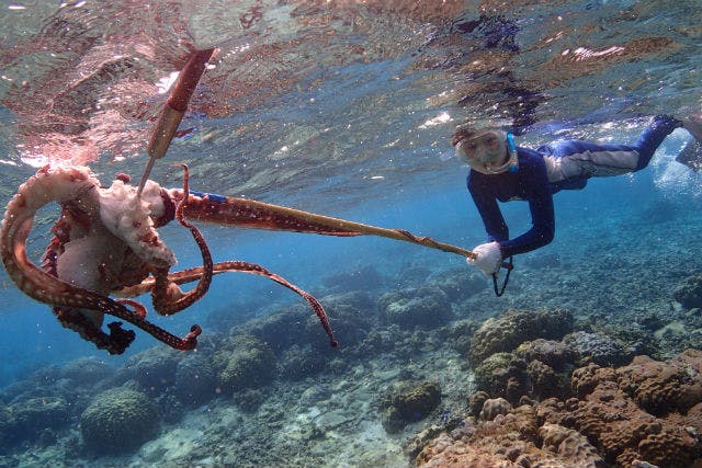 沖縄 漁業体験 魚やタコを捕らえよう 獲ったどぉ コース アソビュー