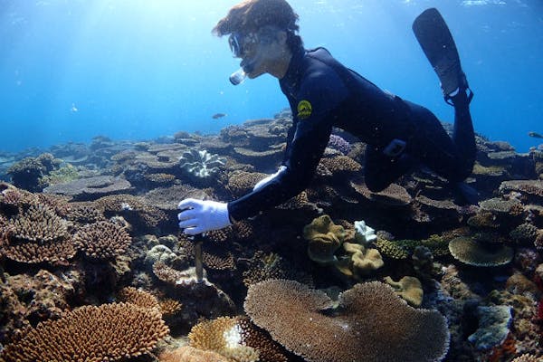 沖縄 漁業体験 海の恵みをいただきます 5歳からok 貝採り漁プラン アソビュー