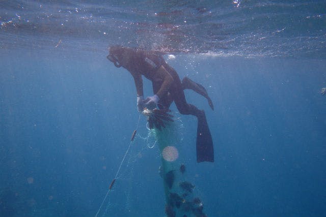 沖縄 漁業体験 海の恵みをいただきます 5歳からok 貝採り漁プラン アソビュー