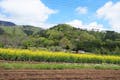 体験の舞台は、大月市「ももくら農園」の広大な畑。周りに広がる山々や花々が、のどかな田舎風景に映えますね。