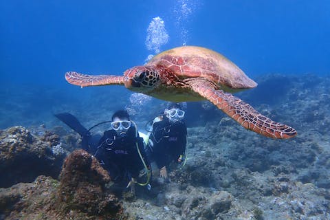 【屋久島・体験ダイビング】遭遇率UP！ウミガメに出会うためのスペシャル1ダイブコース！